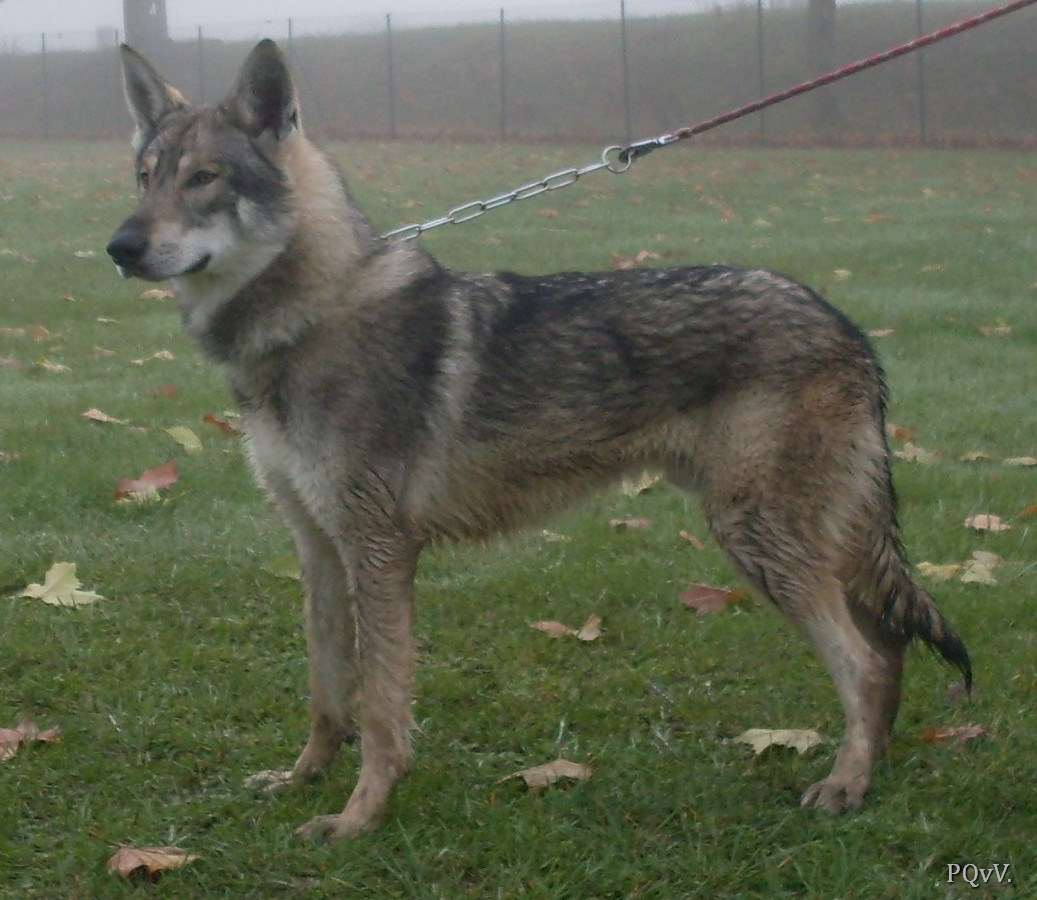  Grand Prelude ar Borin Braz